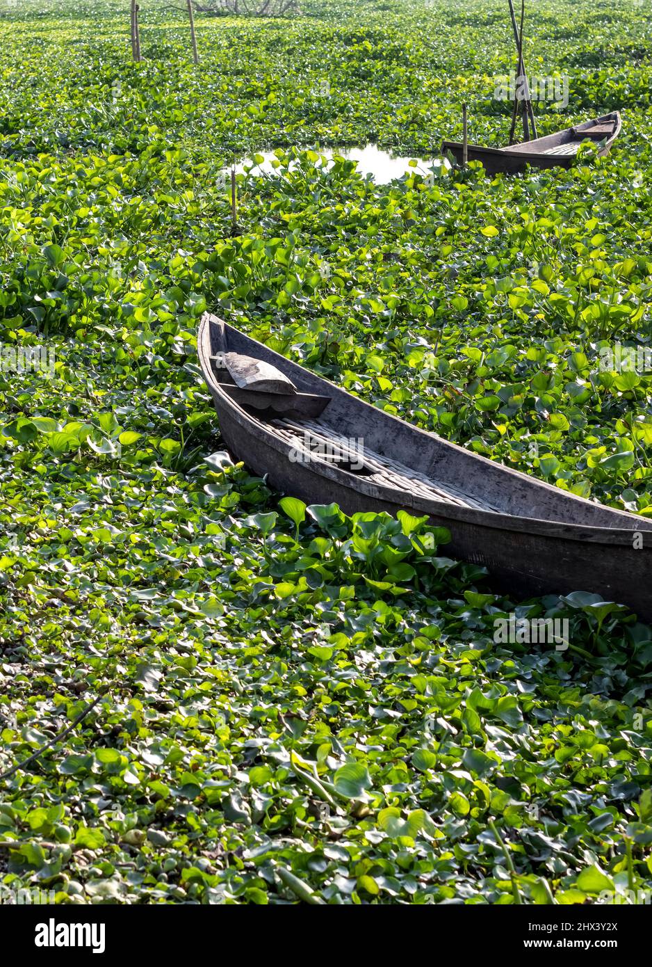 Ancien bateau en bois abandonné stationné sur une rive couverte de jacinthe d'eau Banque D'Images