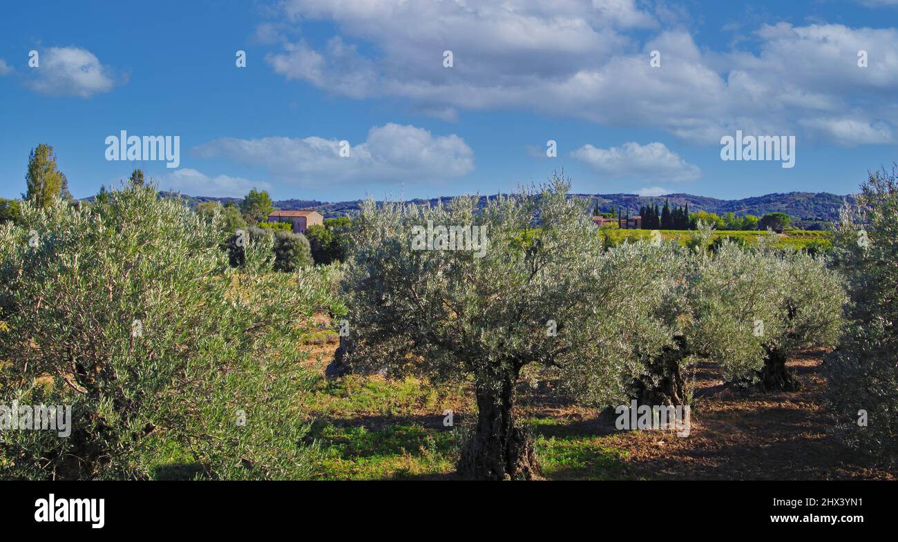 Paysage provençal idyllique avec oliveraies ferme de bosquet dans le paysage rural typique français contre ciel bleu avec cumulus nuages, collines fond - prouver Banque D'Images
