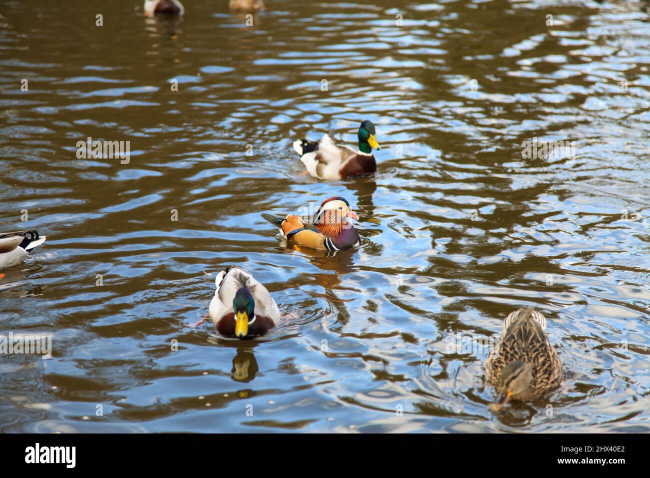 Canards sur l'eau, Windsor Great Park, Wick Pond Causeway, Virginia Water, Surrey, Mars 2022 Banque D'Images