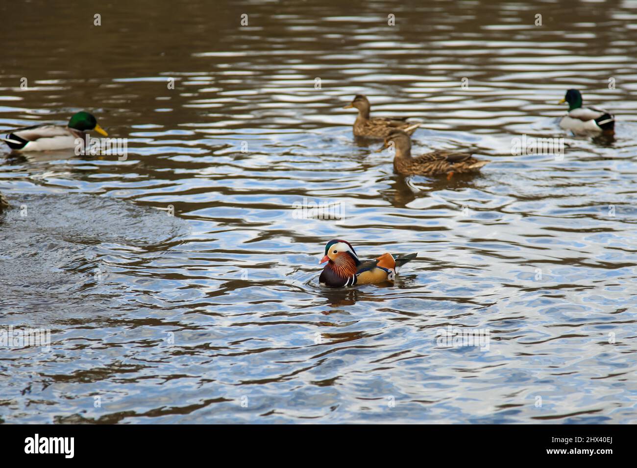 Canards sur l'eau, Windsor Great Park, Wick Pond Causeway, Virginia Water, Surrey, Mars 2022 Banque D'Images