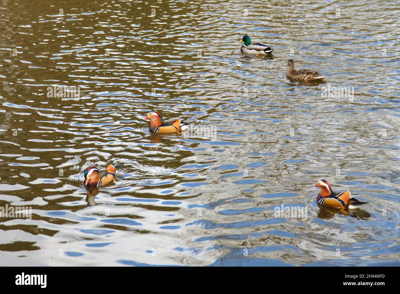 Windsor Great Park, Wick Pond Causeway, Virginia Water, Surrey, mars 2022 Banque D'Images