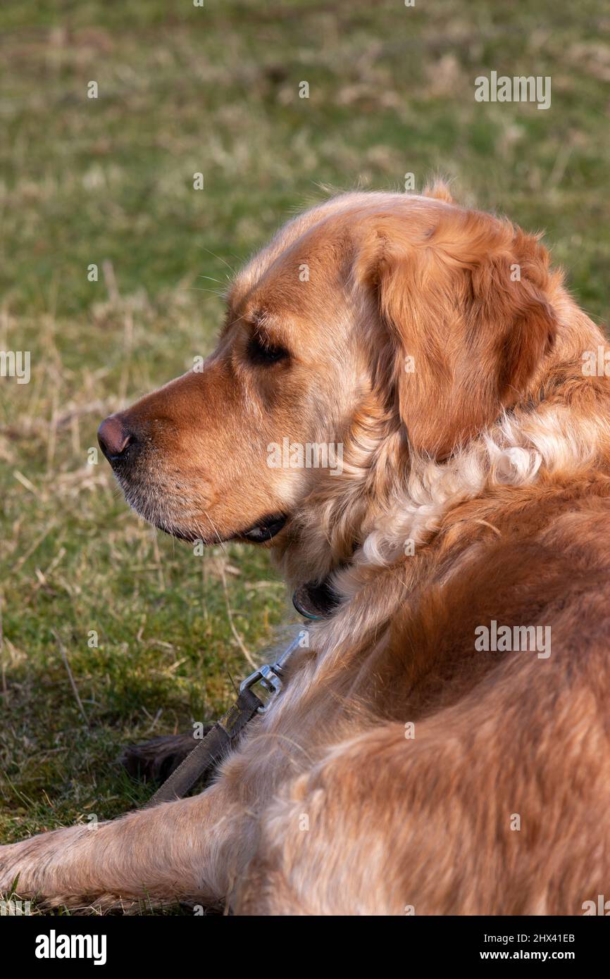 Golden retriever portrait de profil de chien assis dans un champ herbacé dans la campagne appréciant le soleil Banque D'Images