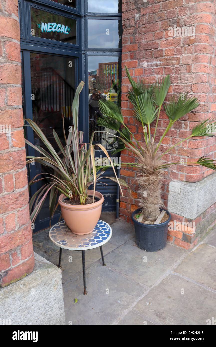 Plantes d'intérieur à l'extérieur, dans une porte, Albert Dock Banque D'Images