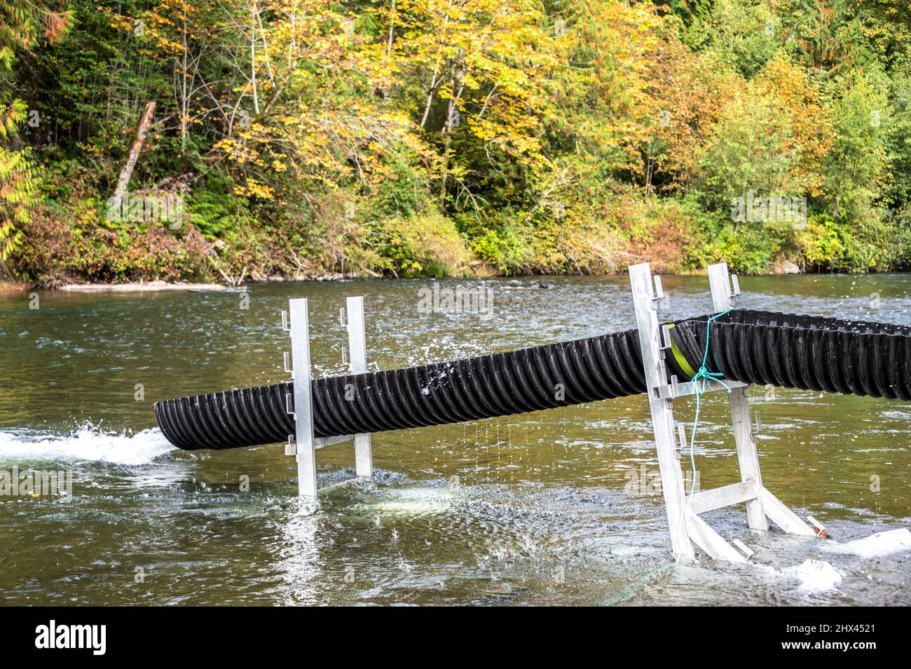 Pousse-eau utilisée pour libérer le saumon dans la rivière Green pour frayer Banque D'Images