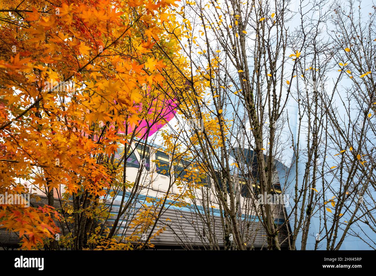 Monorail Alweg train sortie du tunnel MOPOP avec des feuilles d'automne Banque D'Images