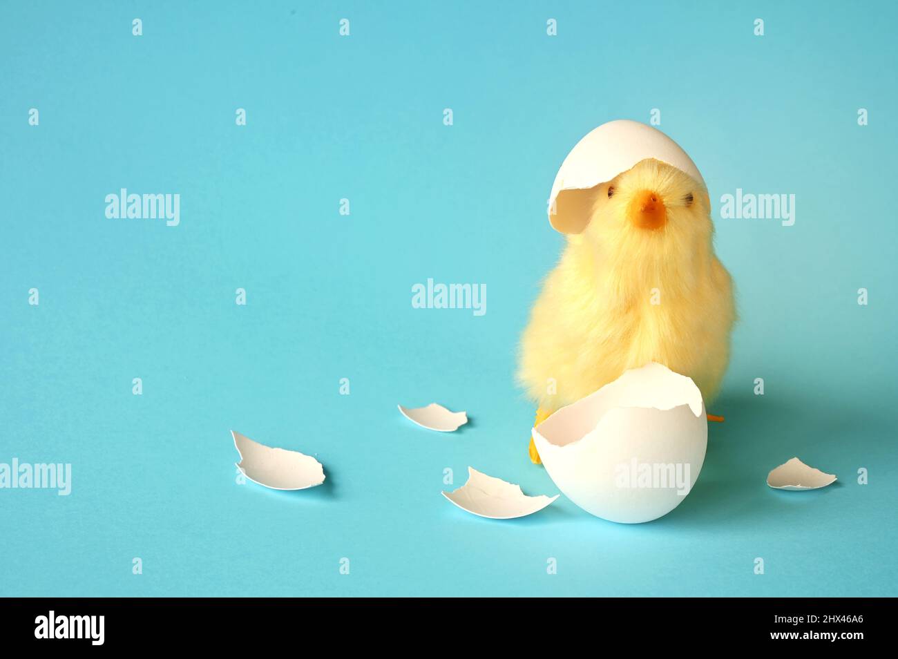 Drôle de poussin nouveau-né avec coquille d'oeuf cassé sur la tête, scène conceptuelle vient de naître. Banque D'Images