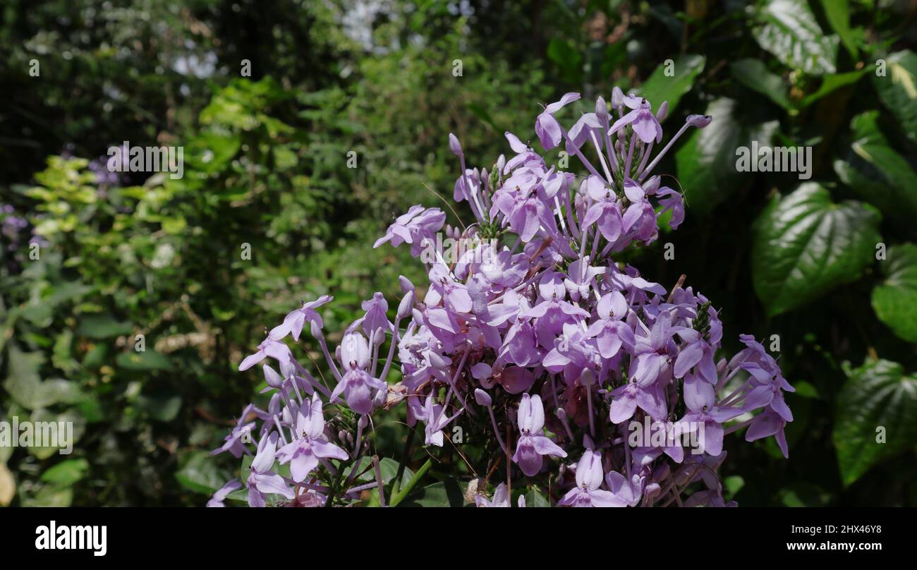 Gros plan d'une grande grappe de fleurs violettes d'une plante de maison ornementale Banque D'Images