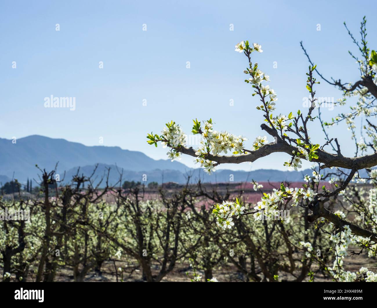 Gros plan de branches d'abricot en fleur Banque D'Images