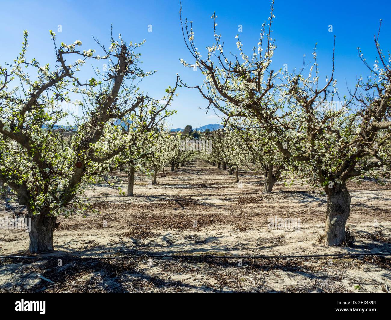 Gros plan de branches d'abricot en fleur Banque D'Images