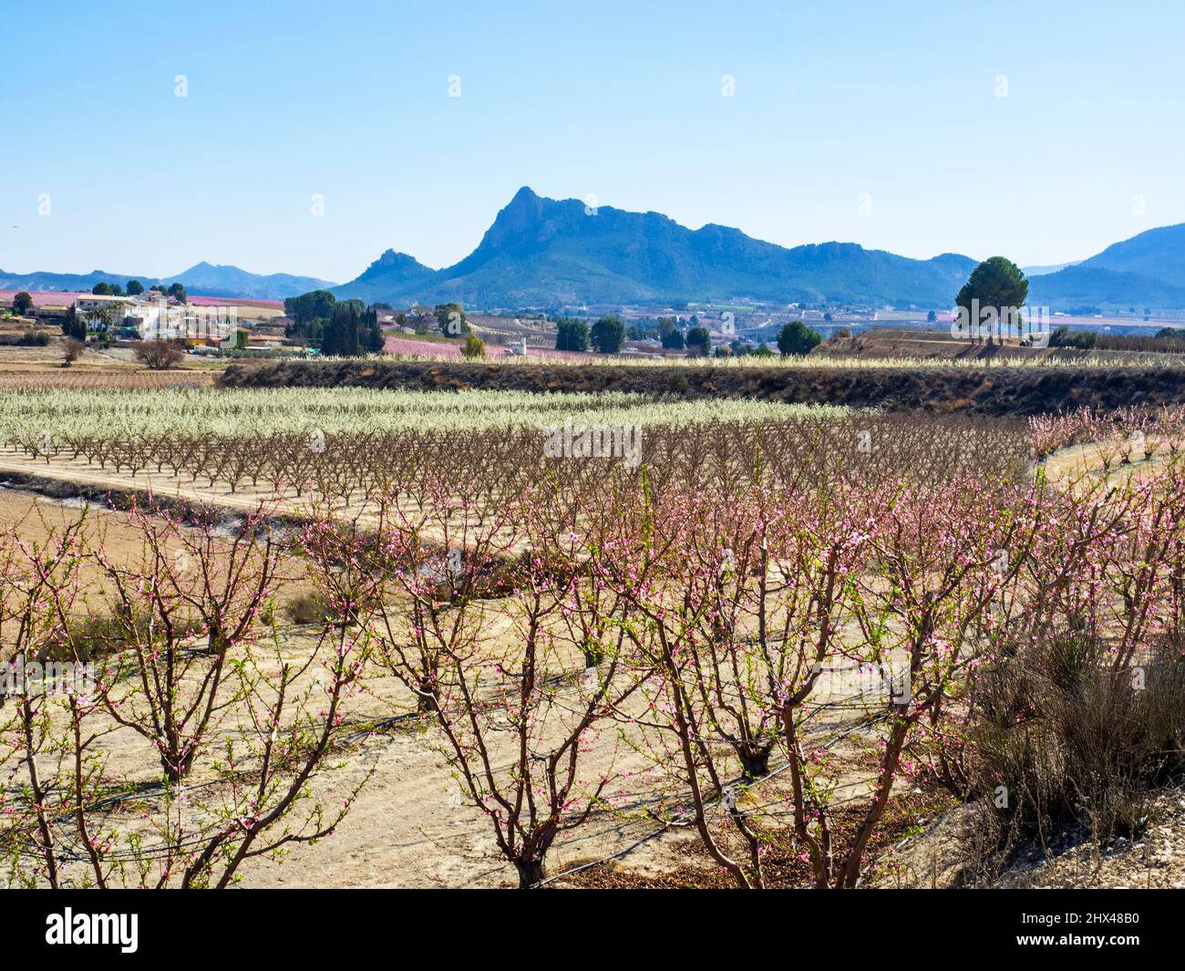 Champ avec une plantation d'arbres fruitiers à Cieza, Murcie, Espagne Banque D'Images