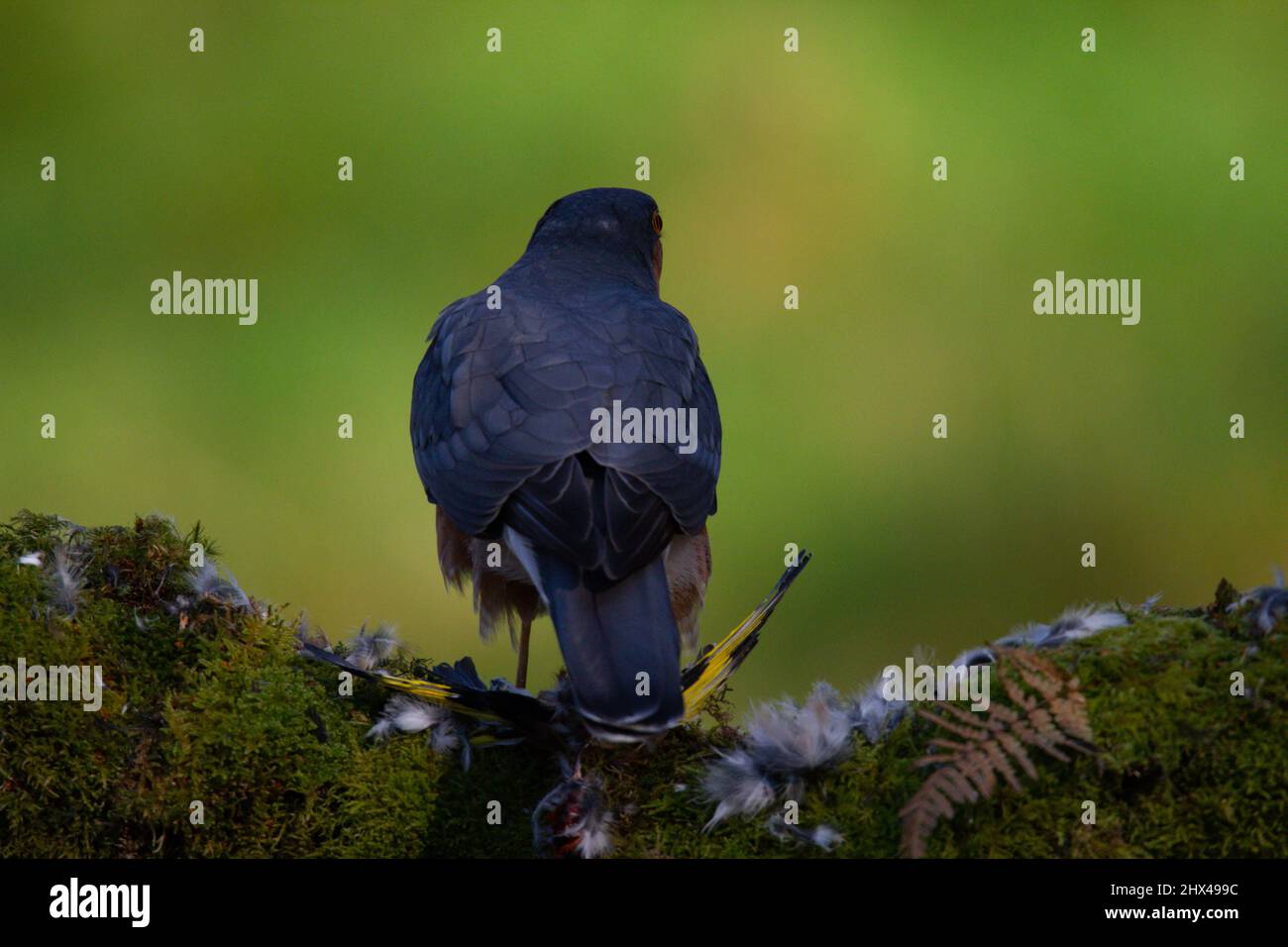 Oiseau de proie - Sparrowhawk (Accipiter nisus), également connu sous le nom de Sparrowhawk du nord ou de sparrowhawk assis sur un tronc recouvert de mousse. Banque D'Images