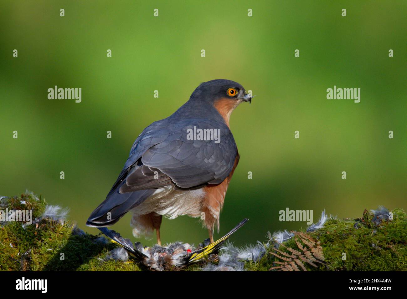 Oiseau de proie - Sparrowhawk (Accipiter nisus), également connu sous le nom de Sparrowhawk du nord ou de sparrowhawk assis sur un tronc recouvert de mousse. Banque D'Images