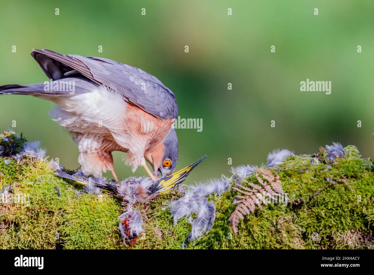 Oiseau de proie - Sparrowhawk (Accipiter nisus), également connu sous le nom de Sparrowhawk du nord ou de sparrowhawk assis sur un tronc recouvert de mousse. Banque D'Images