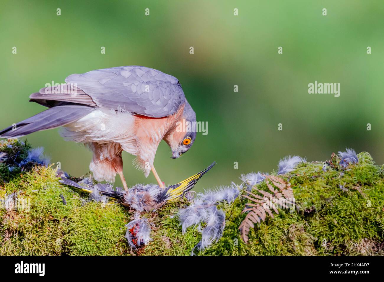 Oiseau de proie - Sparrowhawk (Accipiter nisus), également connu sous le nom de Sparrowhawk du nord ou de sparrowhawk assis sur un tronc recouvert de mousse. Banque D'Images