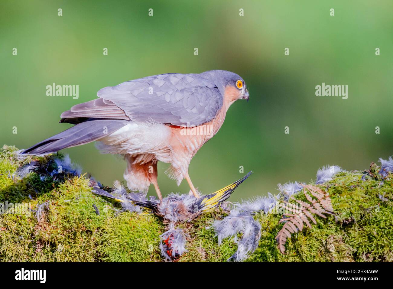 Oiseau de proie - Sparrowhawk (Accipiter nisus), également connu sous le nom de Sparrowhawk du nord ou de sparrowhawk assis sur un tronc recouvert de mousse. Banque D'Images