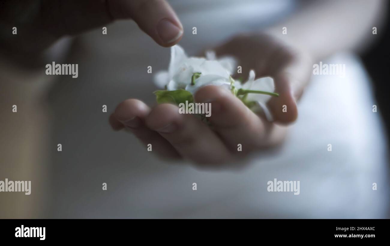 Gros plan des mains des femmes tenant et touchant les boutons de fleurs tendres sur fond flou de robe blanche. Vidéo. Fleurs de printemps dans les mains de femme. Banque D'Images