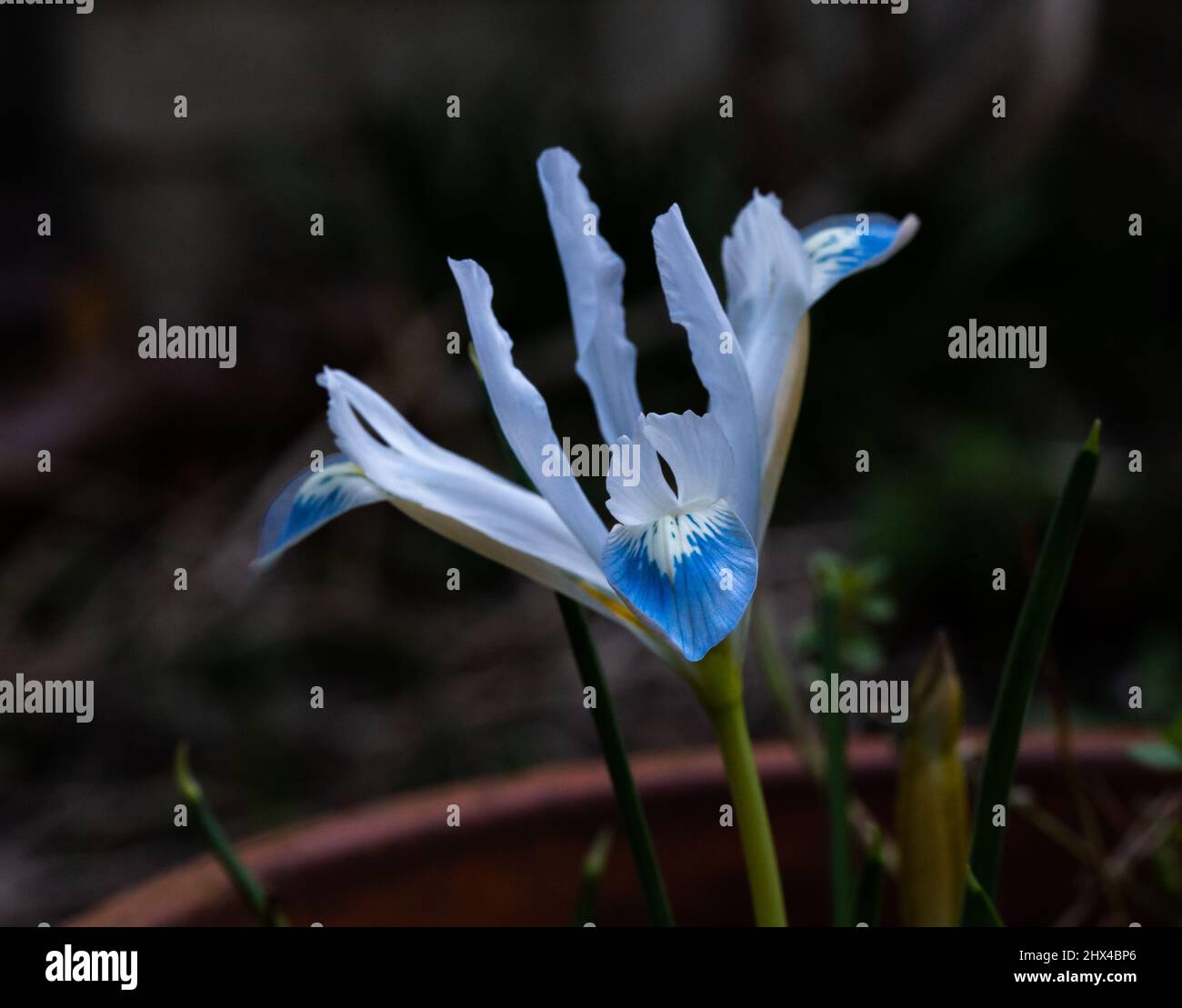 Iris reticulata 'planète gelée'. Banque D'Images