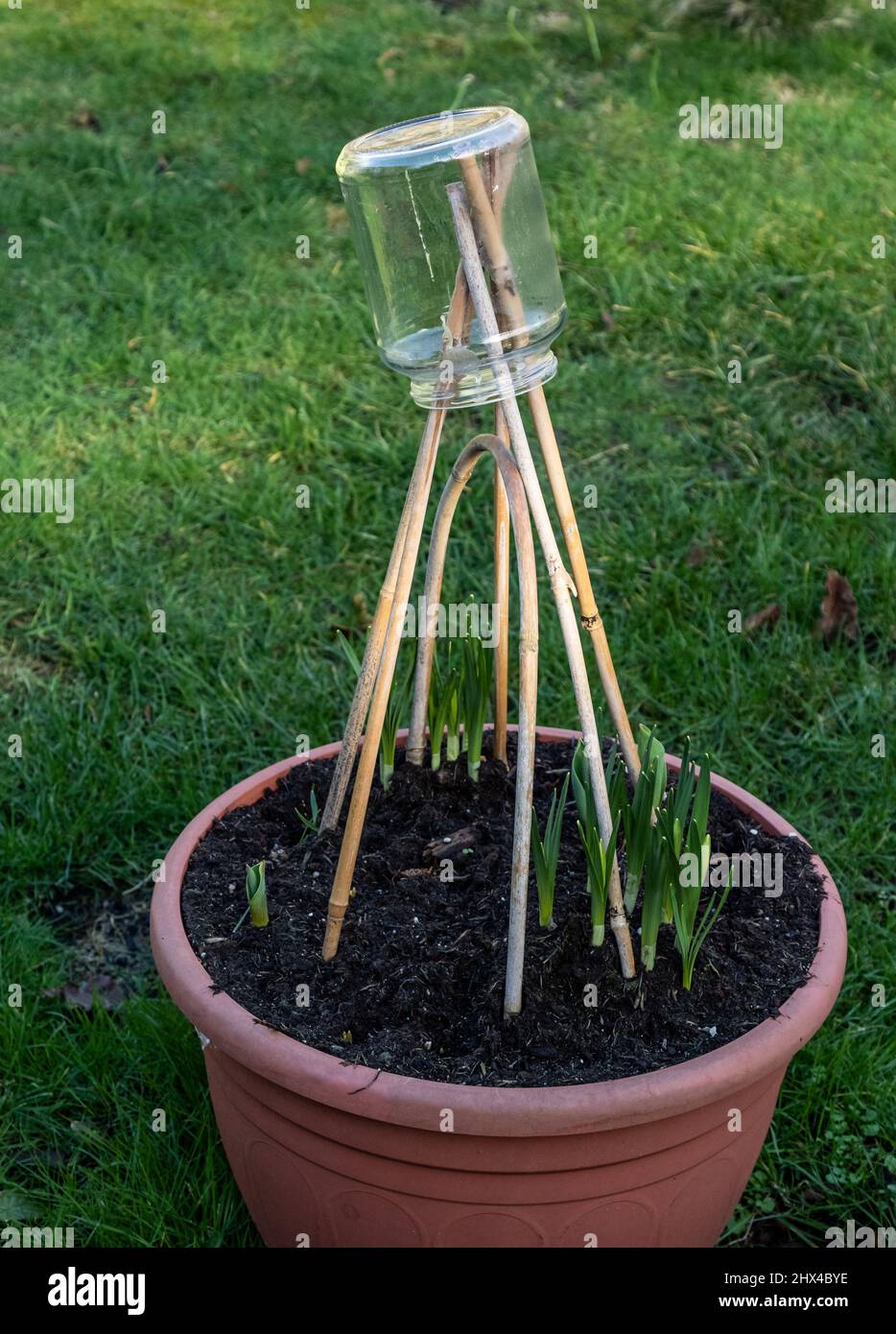 Pot à confiture en verre utilisé pour protéger les yeux des cannes de jardin. Banque D'Images