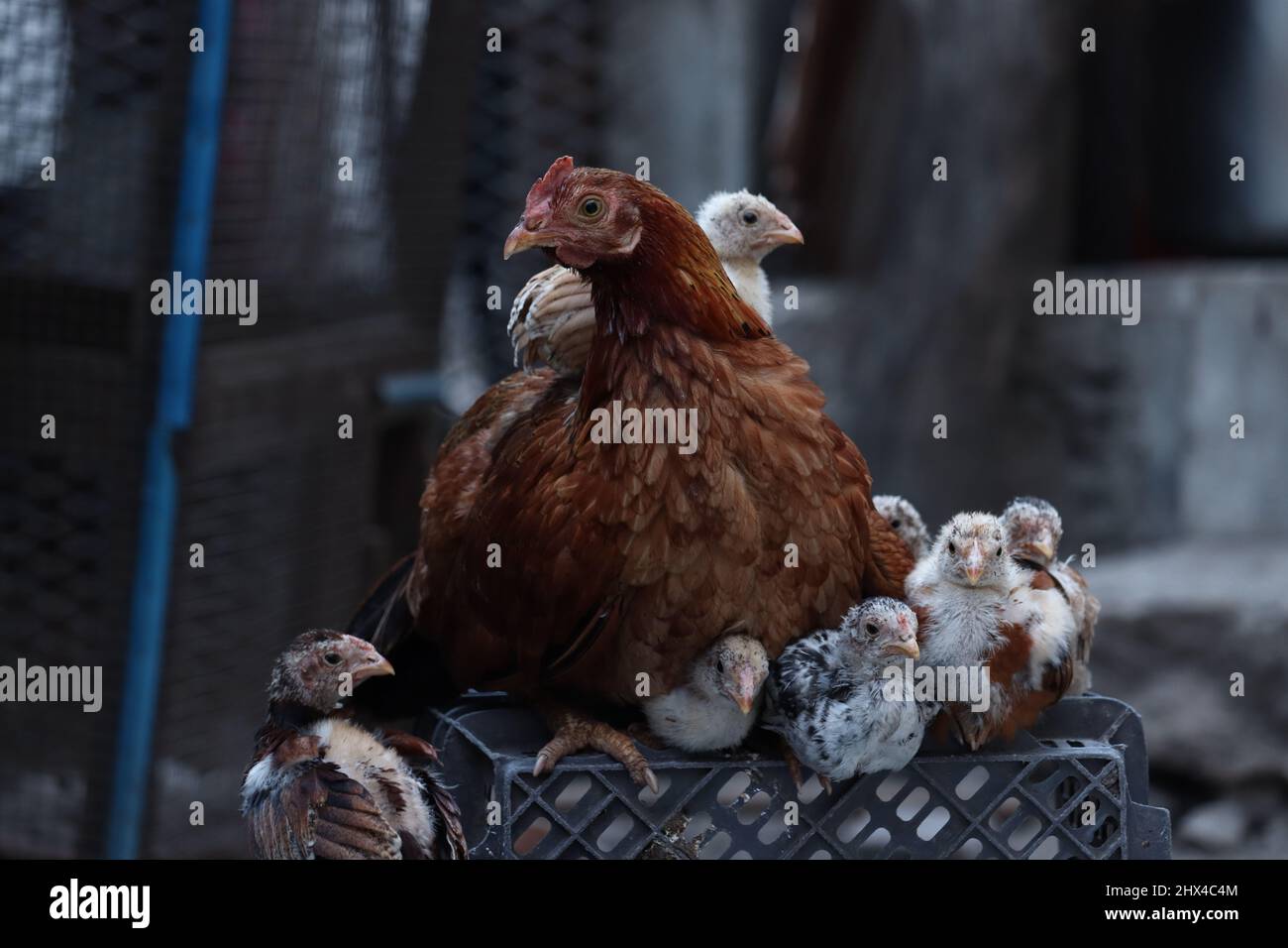 Un Hen le protégeant est poussin sous les ailes dans la cage d'oiseau dans un crépuscule de soirée Banque D'Images