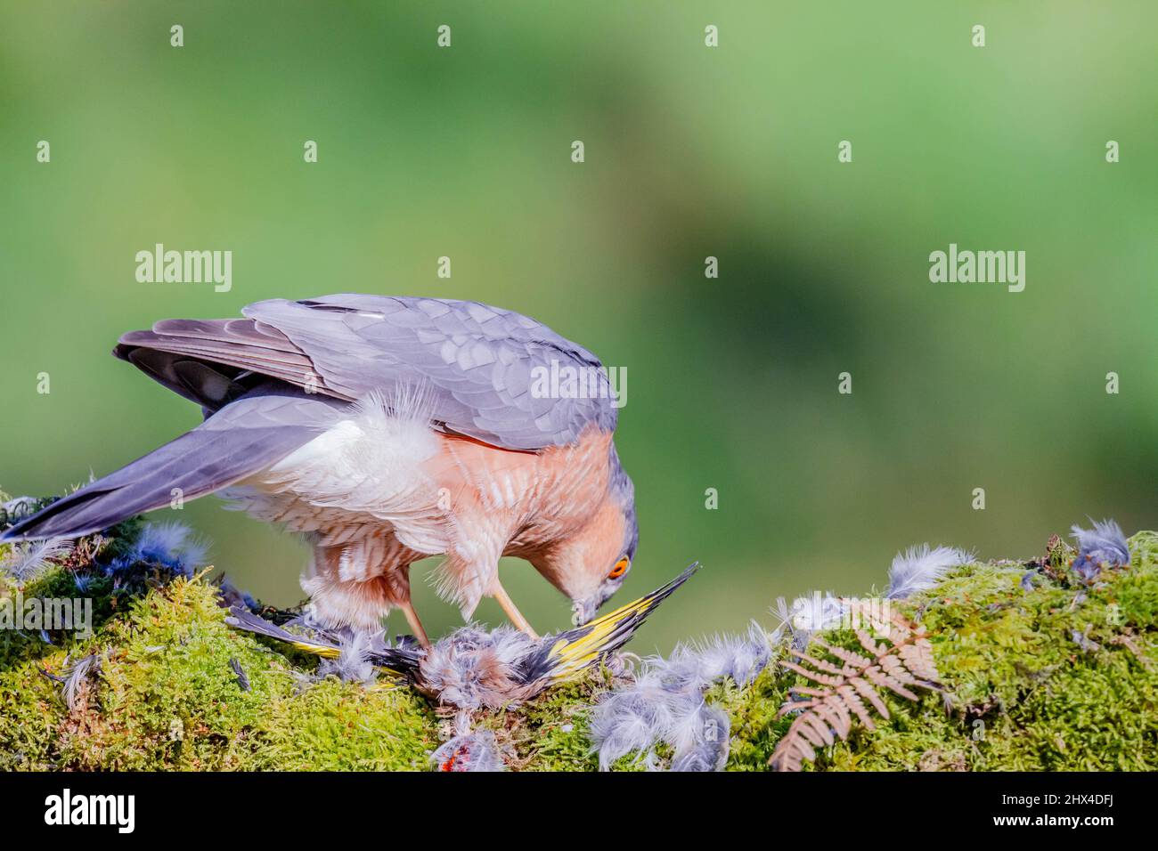 Oiseau de proie - Sparrowhawk (Accipiter nisus), également connu sous le nom de Sparrowhawk du nord ou de sparrowhawk assis sur un tronc recouvert de mousse. Banque D'Images