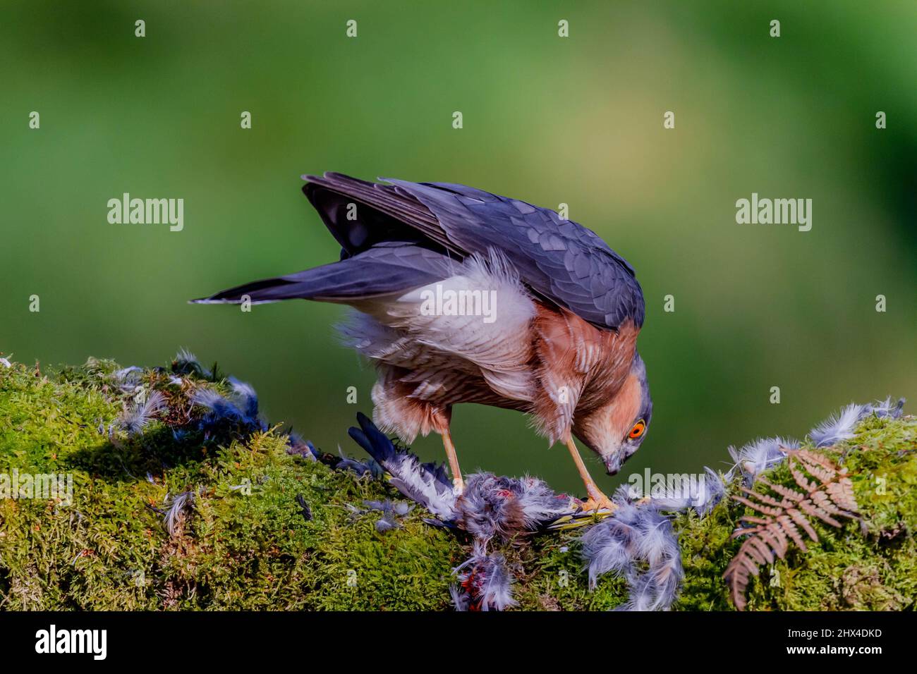 Oiseau de proie - Sparrowhawk (Accipiter nisus), également connu sous le nom de Sparrowhawk du nord ou de sparrowhawk assis sur un tronc recouvert de mousse. Banque D'Images