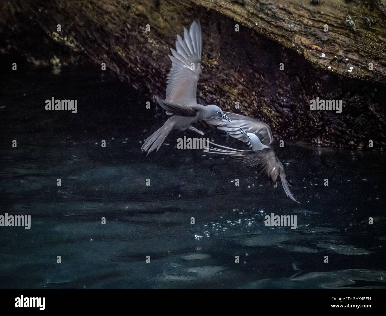 Les noddies brunes se préparent à se battre pour un nid, Isabela, Galapagos, Equateur Banque D'Images