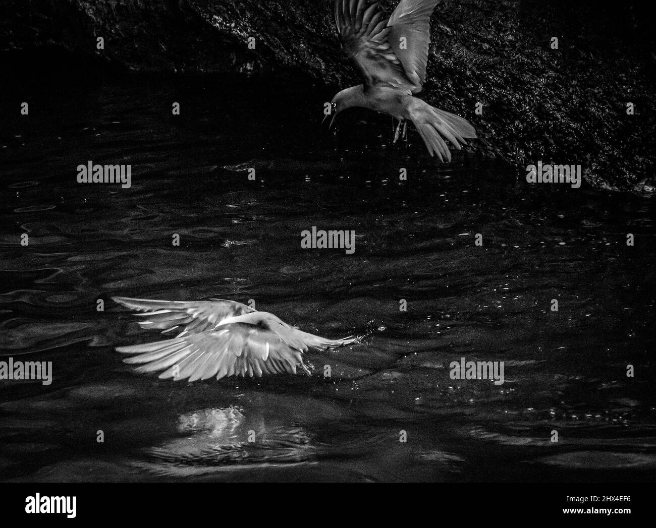 Les noddies brunes se préparent à se battre pour un nid, Isabela, Galapagos, Equateur Banque D'Images