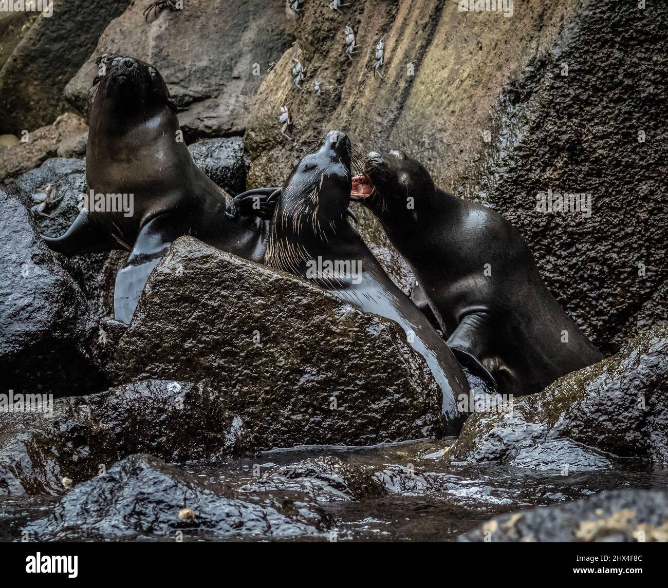 Combats d'otaries, Isabela Island, Galapagos, Équateur Banque D'Images