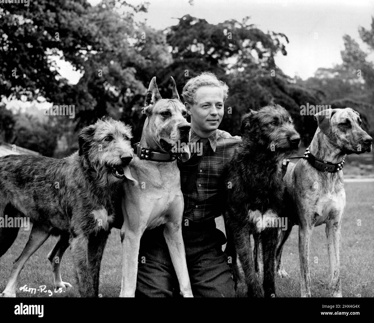 Jimmy Hanley photographe dans le domaine de Denham Studios avec quelques-uns des magnifiques chiens appartenant à M. J.V. Rang. Réalisé par Jeffrey Dell à Denham, Two Cities 'It's Hard To be good', les stars Anne Crawford, Jimmy Hanley avec Geoffrey Keen, Joyce Carey, Raymond Huntley i principaux rôles - Producteur associé John W. Gosauge. 12 mai 1949. Banque D'Images