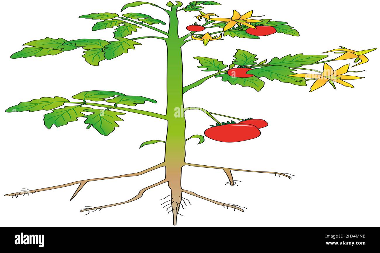 Illustration d'une plante de tomate Banque D'Images