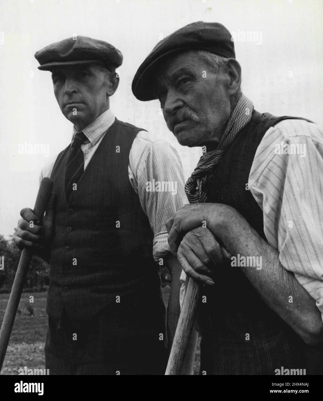 Les jardiniers du marché se réunissent - J. Hall, Jnr. Vu ici avec son père de 82 ans, un terrain de jardinage du marché de huit acres à Bretforton, dans la vallée d'Evesham. Noth sont membres de la société. The Littleton and Badsey Ltd., est une organisation de jardiniers-marchés dans le district Evesham de Worcestershire dans cette vallée fertile légumes, fruits et fleurs sont cultivés sous un système de jardins-marchés, d'une taille moyenne de cinq acres. Le jardinier du marché et sa famille fournissent généralement la main-d'œuvre entière. 1 septembre 1949. (Photo par British Official Photograph). Banque D'Images