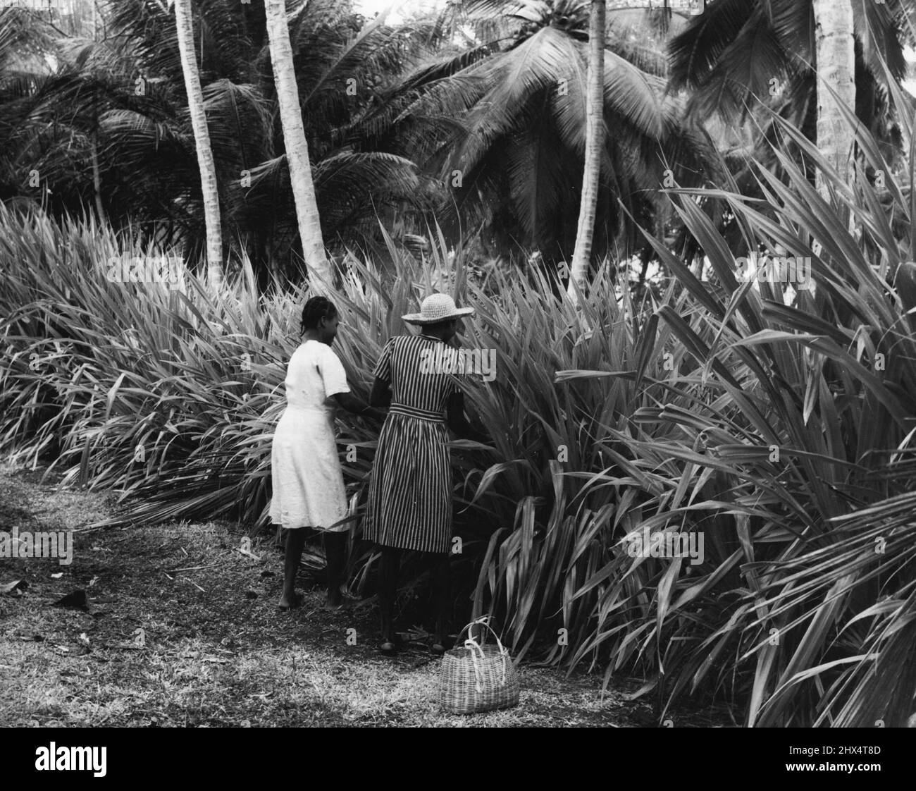 Les doigts occupés de la Grenade se tiennent hors du soleil -- les femmes à Marguis Village rassemblant le pin sauvage qui pousse le long des toboggans de la route. 11 juillet 1951. (Photo du Bureau central de la photographie d'information). Banque D'Images