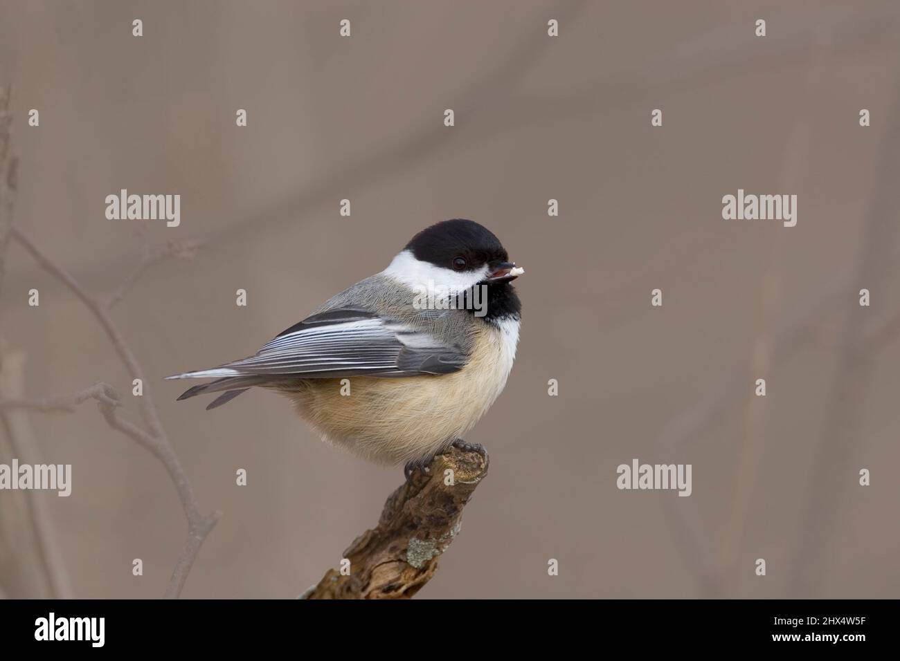 Un Chickadee à capuchon noir, Poecile atycapillus, perché sur une branche Banque D'Images