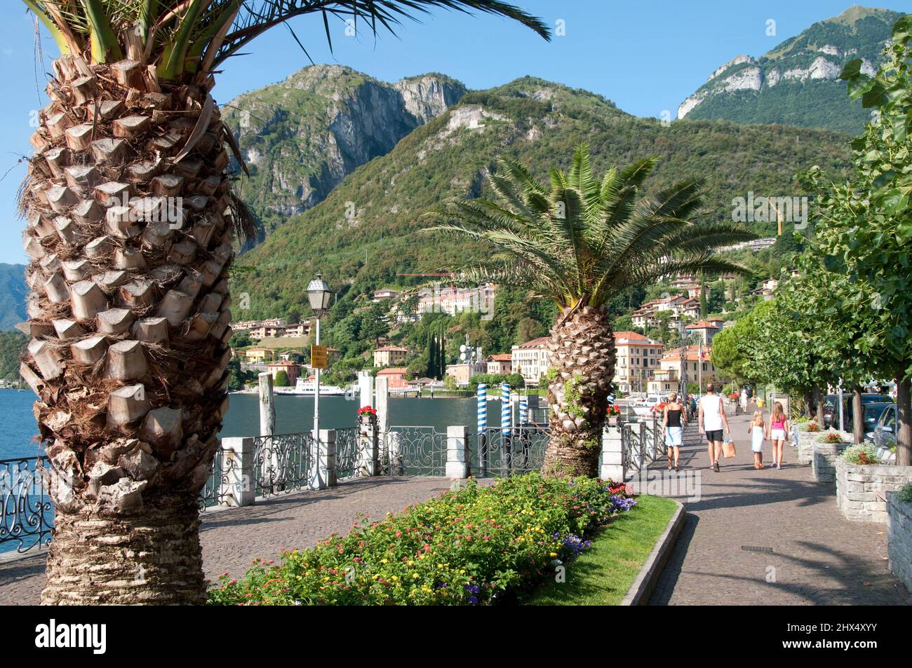 Routes arrière Nord de l'Italie - Drive 4, routes arrière Nord de l'Italie, Italie, Lombardie, Lac de Côme, Menaggio, Palmiers et la promenade de Menaggio Banque D'Images