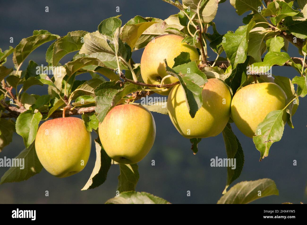 Routes arrière Nord de l'Italie - Drive 8, routes arrière Nord de l'Italie, Italie, Trentin-Haut-Adige, Val Venosta, ferme de pommes près de Lasa Banque D'Images