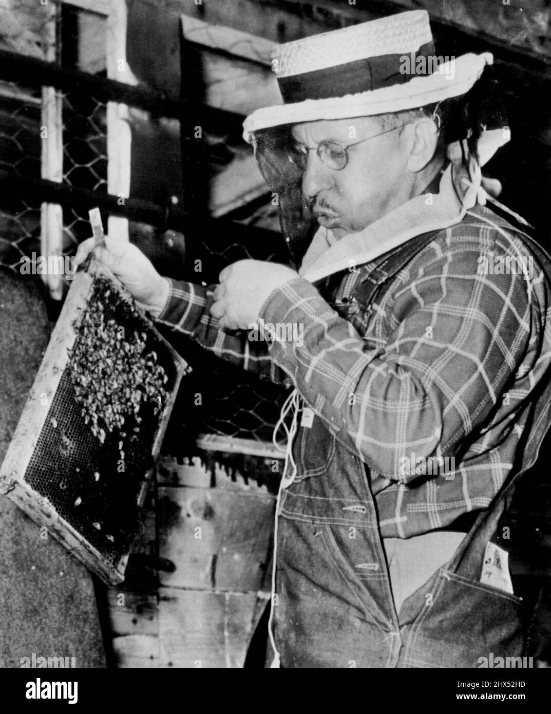 Le gardien des abeilles - portant le masque d'apiculteur le Dr Hermann N. Sander souffle une abeille de sa main alors qu'il inspecte un cadre apicole pour la reine dans le cours des tâches agricoles à sa maison dans ce petit village aujourd'hui. Figure clé dans un essai d'intérêt international portant sur le « meurtre de Bercy », le médecin de campagne âgé de 41 ans a vu son permis de conduire révoqué par le conseil médical de l'État. Il a décidé de ne pas en appeler de la décision, mais de profiter d'une «assurance implicite» qu'il peut avoir son permis dans deux mois. 25 avril 1950. (Photo par AP Wirephoto). Banque D'Images