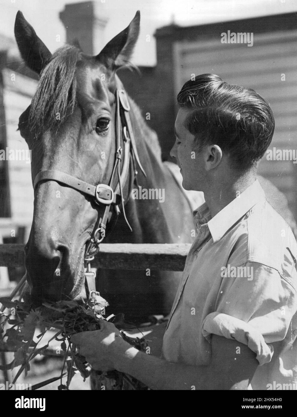 Toujours un favori stable, San Domenico reçoit un en-cas savoureux. 24 mars 1950. Banque D'Images