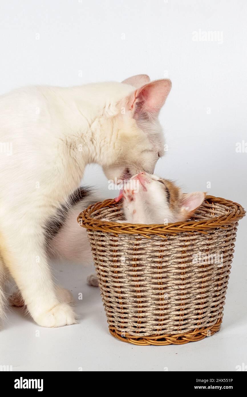 Mignon chaton blanc, regardant vers le haut, avec une expression curieuse, sur fond blanc. Banque D'Images