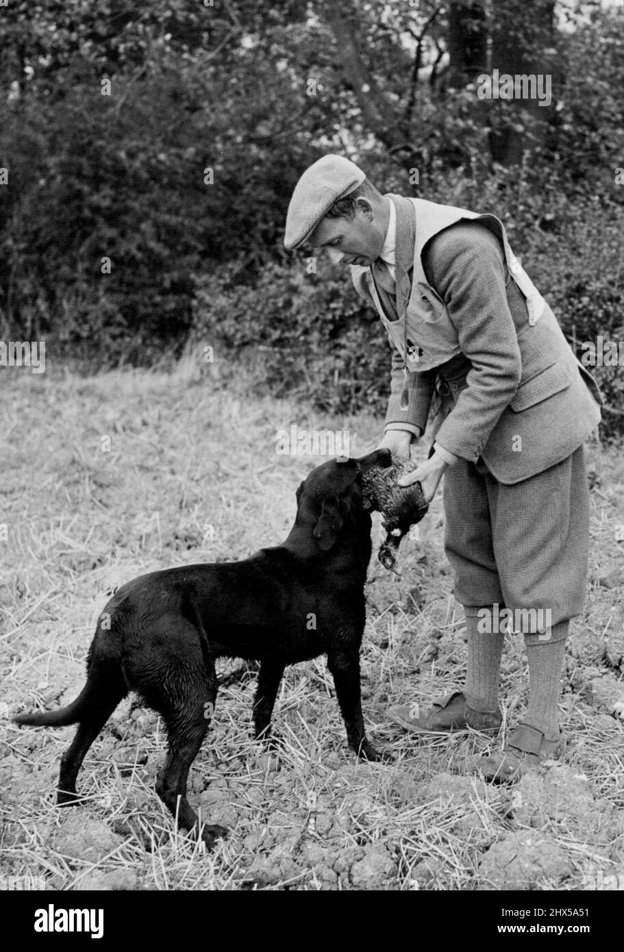 Queen's Dog est en compétition sur les pistes d'Essex Field Trails. 'Hiwood Jet', H.M. le Labrador de la Reine a vu livrer un faisan à son maître, M. J. Curtis, après l'avoir récupéré pendant le procès aujourd'hui. Parmi les chiens qui participent au procès annuel de la compagnie d'essai sur le terrain d'Essex qui se tient à Finchingfield (4th et 5th octobre) se trouve une entrée royale « Hiwood Jet », l'un des Labradors de H. M. The Queen's de Sandringham. Élevé par le major Huxford, 'Hliwood Jet', né le 4th février. 1952, est traité par M. J. Curtis pendant le procès. 5 octobre 1955. (Photo de Fox photos). Banque D'Images