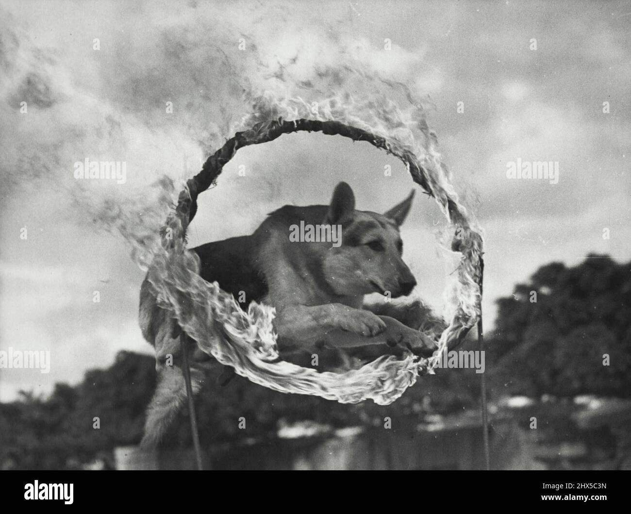 La preuve de l'intelligence et de l'agilité de Coo-EE, l'un des chiens alsaciens entraînés par l'agent A. Denholm de N.S.W., est fournie dans cette photo prise lors d'une répétition pour l'exposition de samedi sur le parc des expositions. 4 avril 1937. Banque D'Images