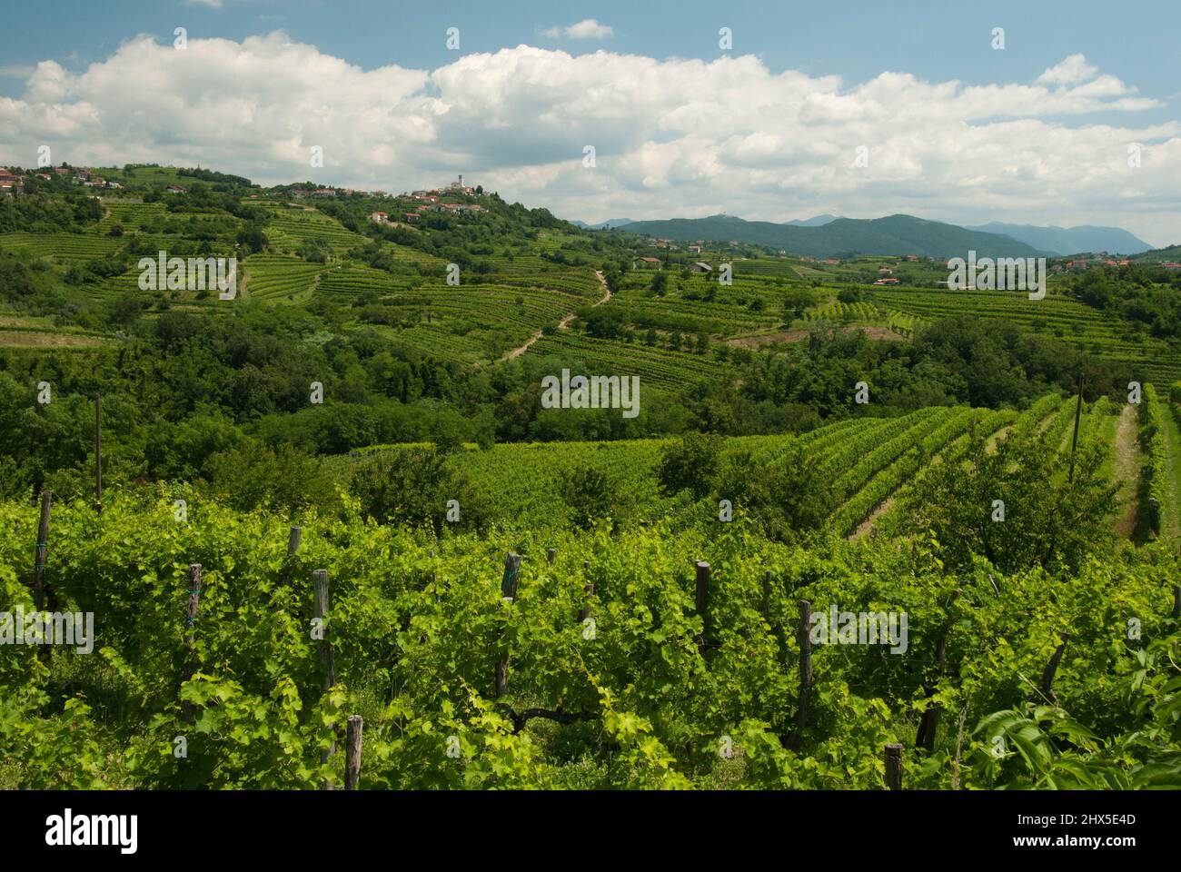 Slovénie, région littorale, Goriska Brda (collines de Gorizia), vues sur les vignobles de la région de Dobrovo, Banque D'Images