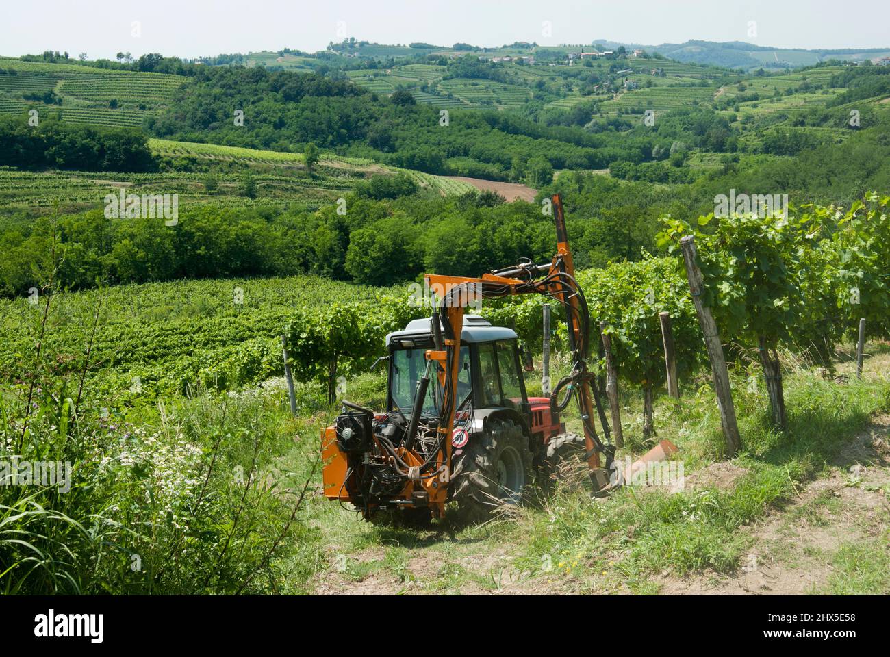 Slovénie, région littorale, Goriska Brda (collines de Gorizia), tracteur travaillant dans les vignobles près de Medana Banque D'Images