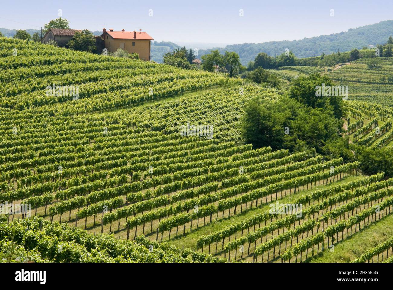 Slovénie, région littorale, Goriska Brda (collines de Gorizia), vues de près de Medana Banque D'Images