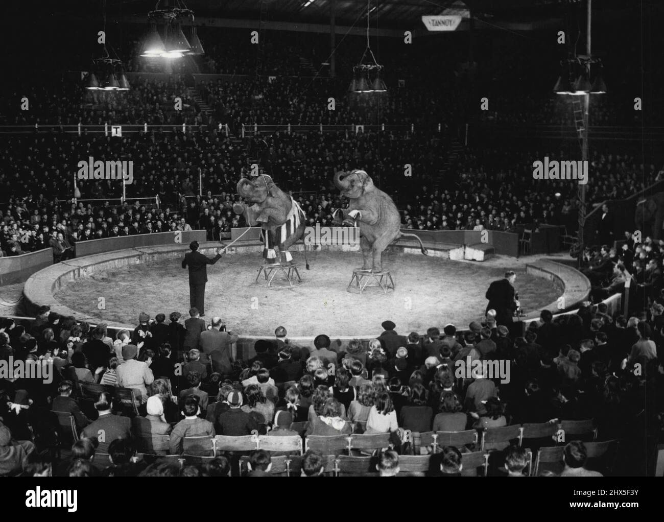 Cirque Magic - les éléphants en scène capturent l'attention de milliers de paires d'yeux juvéniles, tandis que les écoliers assistent à une répétition complète de Bertram Mills Circus à Olympia, dans l'ouest de Londres. 17 décembre 1952. (Photo de Planet News Ltd.). Banque D'Images