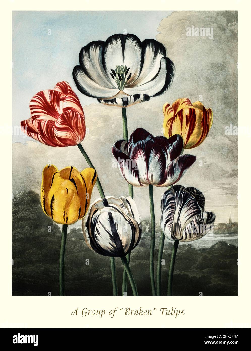 Une représentation au début du 19th siècle des Tulips 'brisés' du genre Tulipa, dans la famille des Liliaceae. Originaire du proche-Orient et d'Asie centrale, les tulipes sont cultivées à Constantinople dès 1055. Au 15th siècle, ils ont été introduits en Europe et ont lancé Tulip mania, au cours de laquelle une infection des bulbes de tulipe par le virus de rupture de tulipe a créé des modèles variégés dans les fleurs de tulipe qui ont été beaucoup admirées et valorisées. Cette œuvre de Robert John Thornton 'le Temple de Flora' en 1807, a été imprimée, pour l'éditeur, par T. Bensley, Londres, Angleterre. Banque D'Images Une représentation au début du 19th siècle des Tulips 'brisés' du genre Tulipa, dans la famille des Liliaceae. Originaire du proche-Orient et d'Asie centrale, les tulipes sont cultivées à Constantinople dès 1055. Au 15th siècle, ils ont été introduits en Europe et ont lancé Tulip mania, au cours de laquelle une infection des bulbes de tulipe par le virus de rupture de tulipe a créé des modèles variégés dans les fleurs de tulipe qui ont été beaucoup admirées et valorisées. Cette œuvre de Robert John Thornton 'le Temple de Flora' en 1807, a été imprimée, pour l'éditeur, par T. Bensley, Londres, Angleterre. Banque D'Images