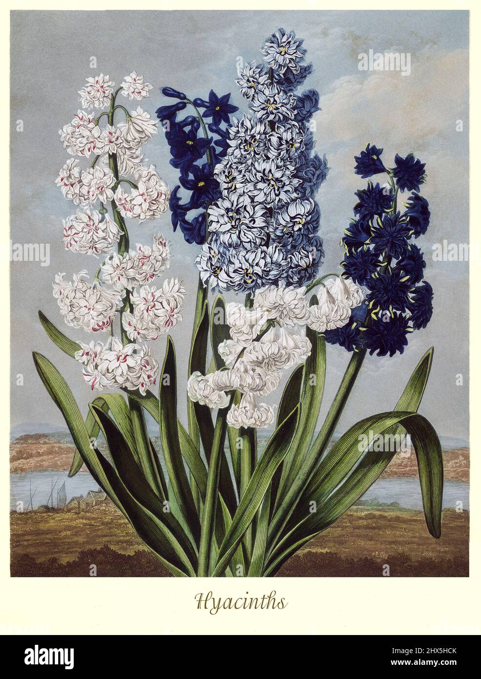 Illustration des hyacinthes du genre jacinthus et de la famille des asperges au début du siècle 19th. Les plantes vivaces bulbeuses, florissantes au printemps, sont des plantes à fleurs odorantes de la famille des Asparagaceae, sous-famille originaire de la région de la Méditerranée orientale, du sud de la Turquie jusqu'à la partie nord d'Israël. Cette œuvre de Robert John Thornton 'le Temple de Flora' en 1807, a été imprimée, pour l'éditeur, par T. Bensley, Londres, Angleterre. Banque D'Images