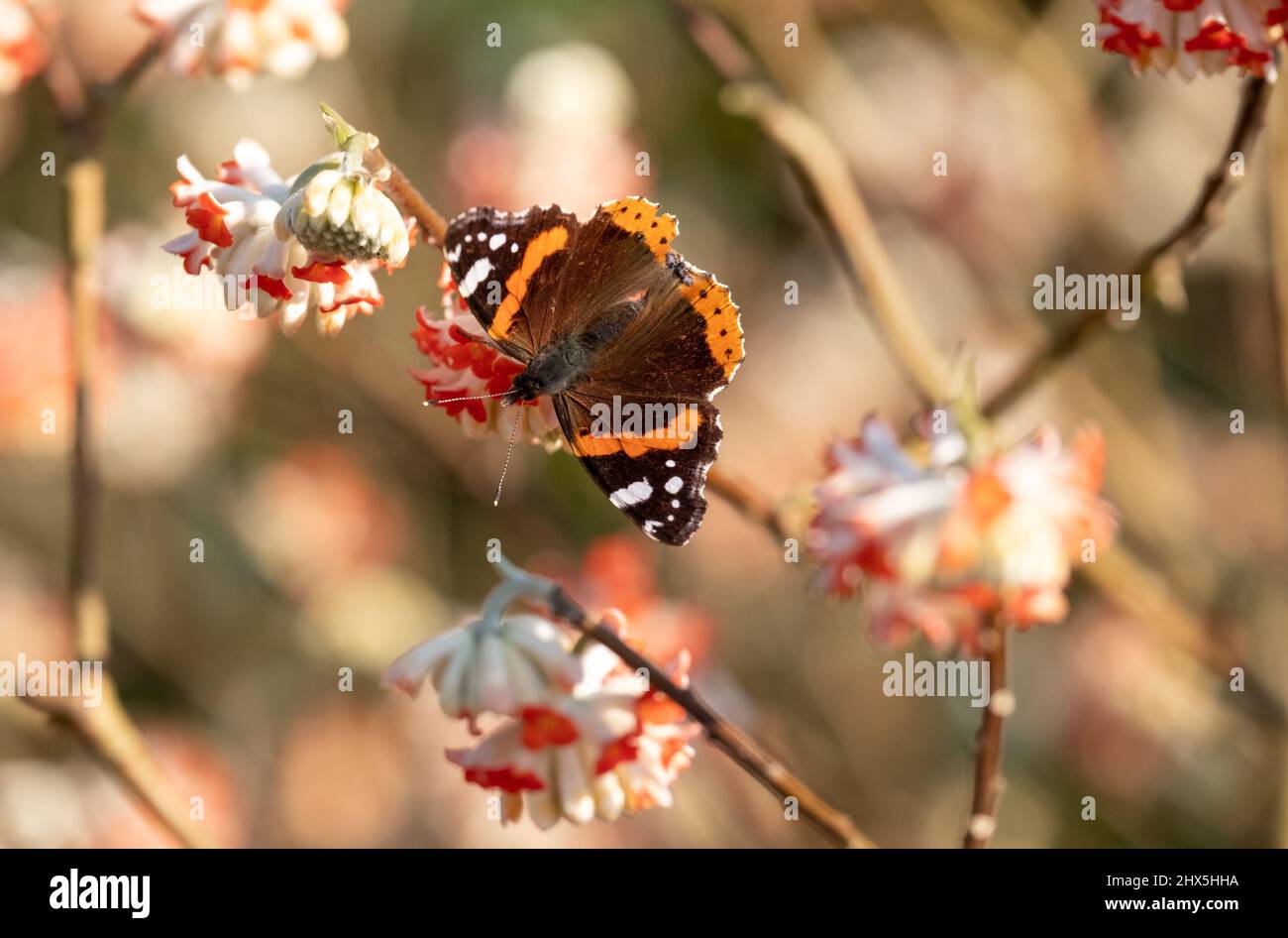 Le papillon amiral rouge atterrit sur une fleur orange vif de la brousse du dragon rouge Edgeworthia, photographiée à Wisley, Surey au Royaume-Uni. Banque D'Images