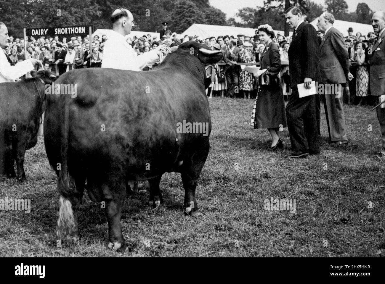 La Reine au Royal Show -- la Reine inspecte certaines des expositions du champion du Red Poll. H.M. la Reine et le duc d'Édimbourg ont visité le salon de la Royal Agricultural Society ouvert cette année à Wollston Park, Nottingham. 7 juillet 1955. (Photo de Sport & General Press Agency, Limited). Banque D'Images