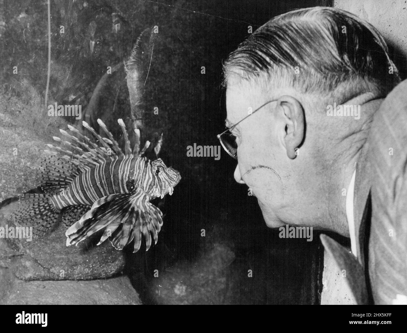 Un poisson aux couleurs magnifiques, décoratif et amical, se dirige vers l'homme qui connaît la plupart des réponses ichtyologiques. 28 mars 1951. Banque D'Images