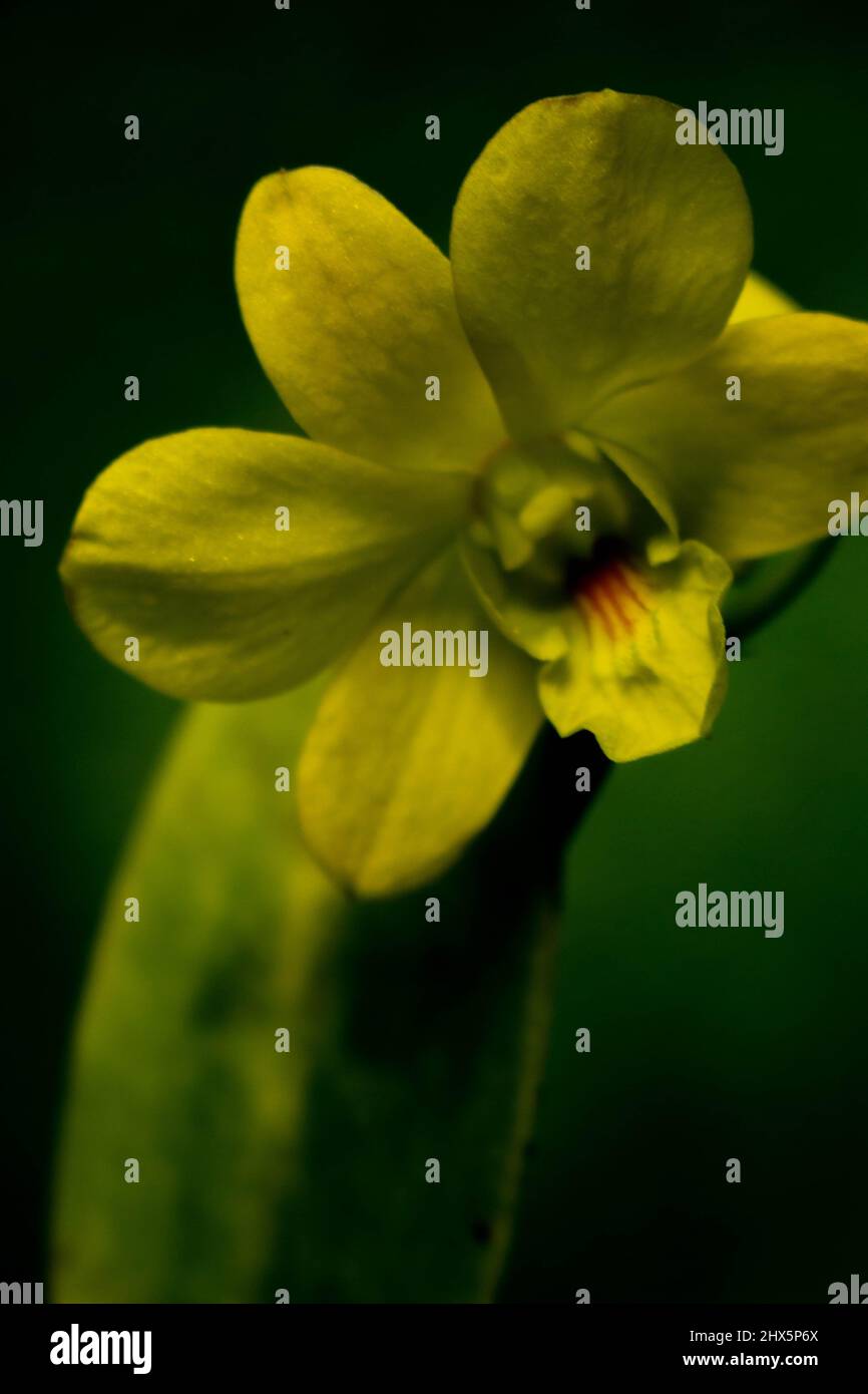 Gros plan d'une belle orchidée de couleur jaune qui fleuit le matin Banque D'Images